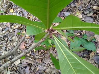 Barringtonia racemosa, photographed by Rosemary Harrison