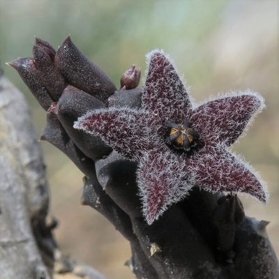 Quaqua pruinosa, photographed by Kevin Murray