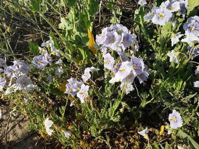 Solanum trinominum, photographed by Cesar Ormazabal