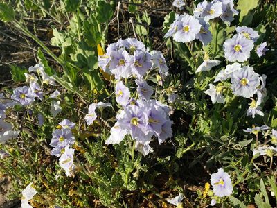 Solanum trinominum, photographed by Cesar Ormazabal