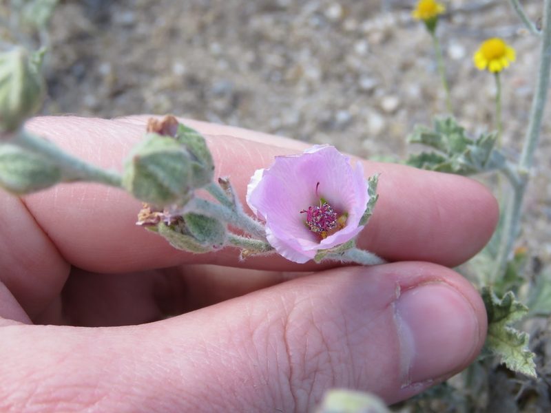 Sphaeralcea purpurata, photographed by Nicolas Olejnik