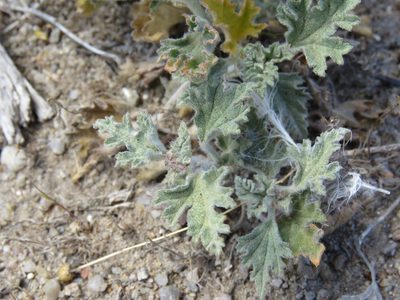 Sphaeralcea purpurata, photographed by Nicolas Olejnik
