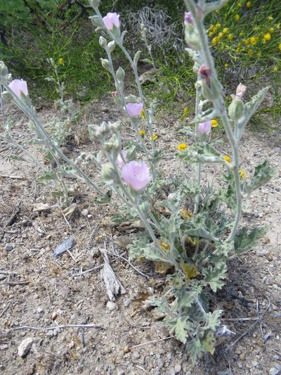 Sphaeralcea purpurata, photographed by Nicolas Olejnik