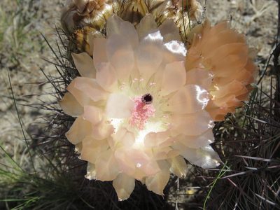 Austrocactus bertinii, photographed by Nicolas Olejnik
