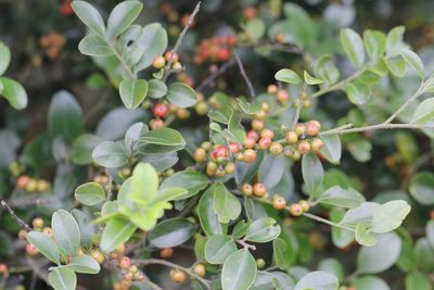 Ilex lohfauensis, photographed by Agnes Trekker