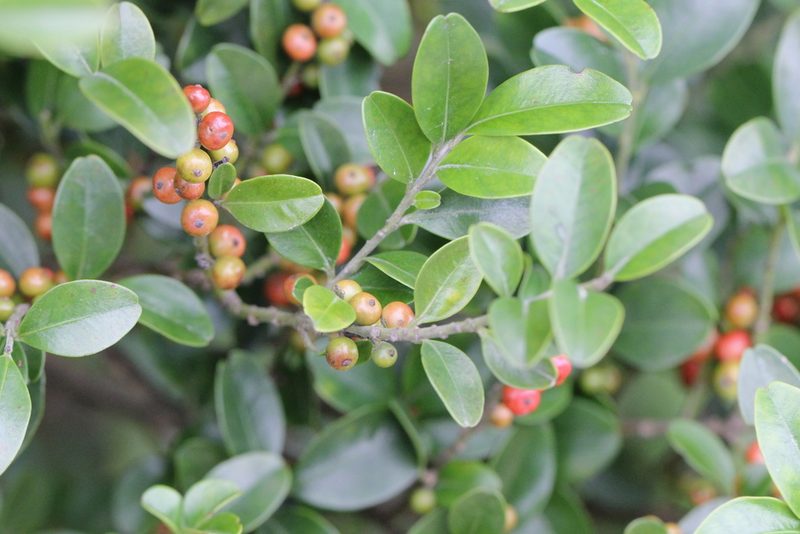 Ilex lohfauensis, photographed by Agnes Trekker