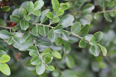 Ilex lohfauensis, photographed by Agnes Trekker