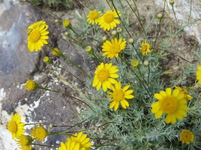 Thymophylla pentachaeta, photographed by Nicolas Olejnik