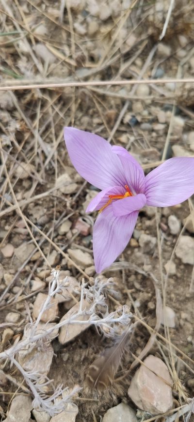 Crocus pallasii, photographed by Denis Ibaev