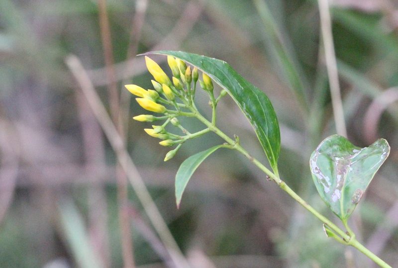 Gelsemium elegans, photographed by Agnes Trekker