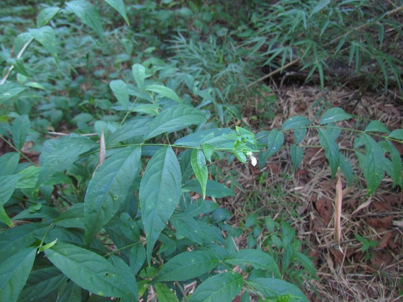 Pombalia bigibbosa, photographed by Matias Cabezas