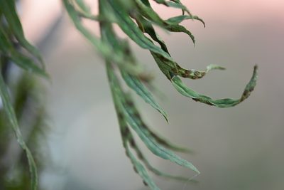 Pleopeltis pleopeltifolia, photographed by veronica