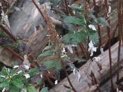 Artemisia suksdorfii, photographed by Erin Springinotic