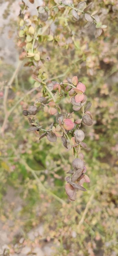 Atriplex aucheri, photographed by Denis Ibaev