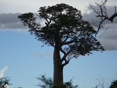 Adansonia za, photographed by Romer N. Rabarijaona