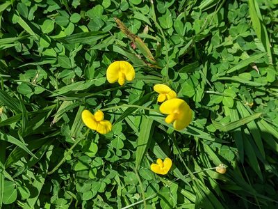 Arachis pintoi, photographed by JCorven