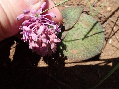 Ledebouria sandersonii, photographed by Peter Warren