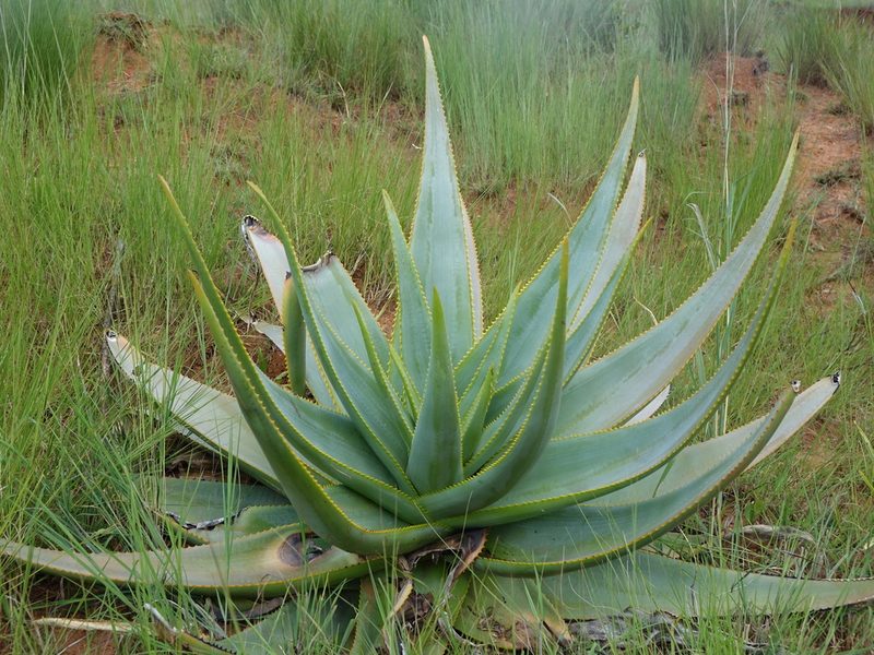Aloe macroclada, photographed by Romer N. Rabarijaona