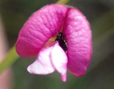 Tephrosia capensis, photographed by Nicola van Berkel