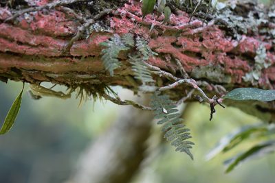 Pleopeltis polypodioides, photographed by veronica