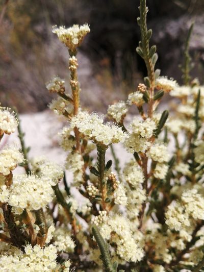 Psammotropha anguina, photographed by Danie Palm