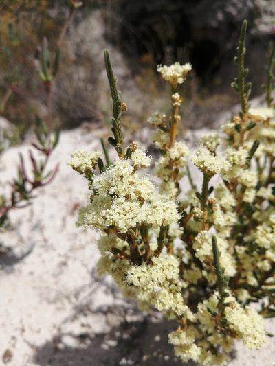 Psammotropha anguina, photographed by Danie Palm