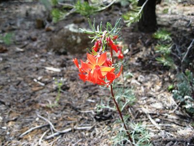 Ipomopsis arizonica, photographed by John Brew