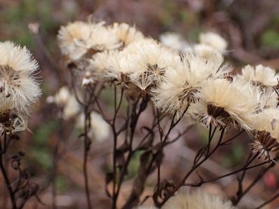 Doellingeria umbellata