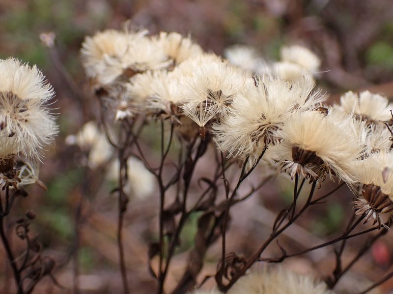 Doellingeria umbellata, photographed by Alexis Godin