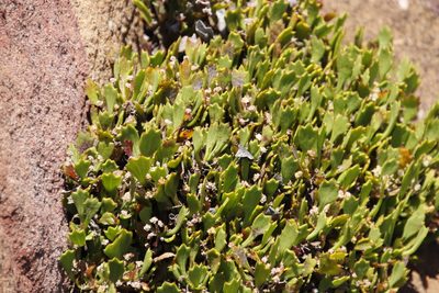 Centella triloba, photographed by Tony Rebelo