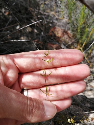 Adenogramma lichtensteiniana, photographed by Danie Palm