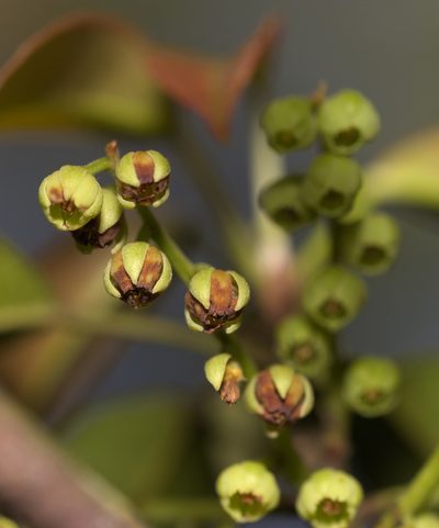 Elaeocarpus chinensis, photographed by portioid