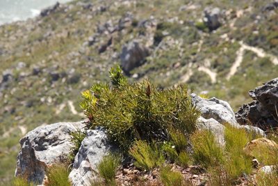 Protea longifolia, photographed by Tony Rebelo