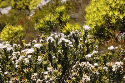 Leucospermum bolusii, photographed by Tony Rebelo