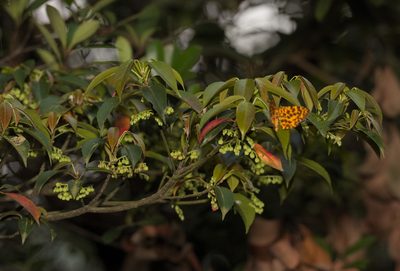 Elaeocarpus chinensis, photographed by portioid