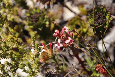 Crassula fascicularis, photographed by Tony Rebelo