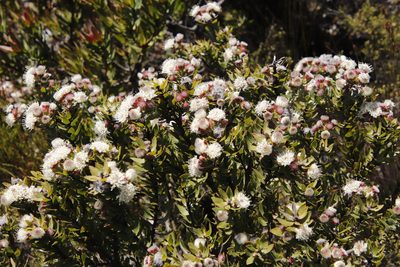 Leucospermum bolusii, photographed by Tony Rebelo