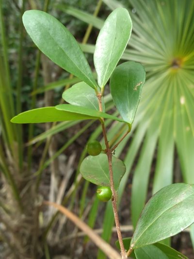 Eugenia foetida, photographed by Scott Ward