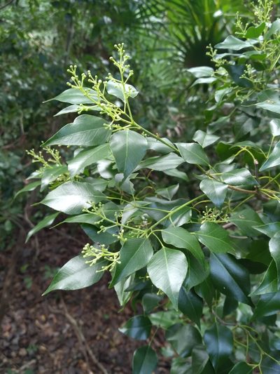Amyris elemifera, photographed by Scott Ward