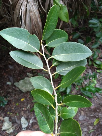 Drypetes diversifolia, photographed by Scott Ward