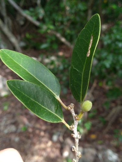 Drypetes diversifolia, photographed by Scott Ward