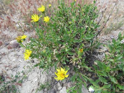 Grindelia chiloensis, photographed by Nicolas Olejnik