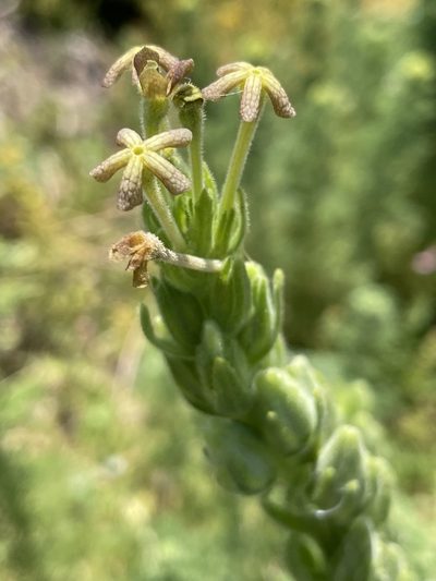 Lyperia lychnidea, photographed by Sean Privett