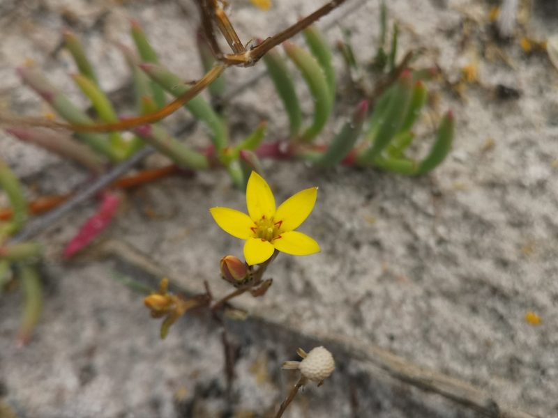Crassula dichotoma, photographed by leandra-k_89