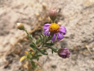 Amellus asteroides, photographed by leandra-k_89
