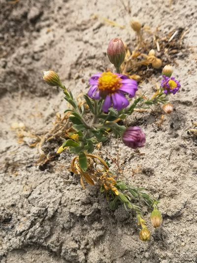 Amellus asteroides, photographed by leandra-k_89