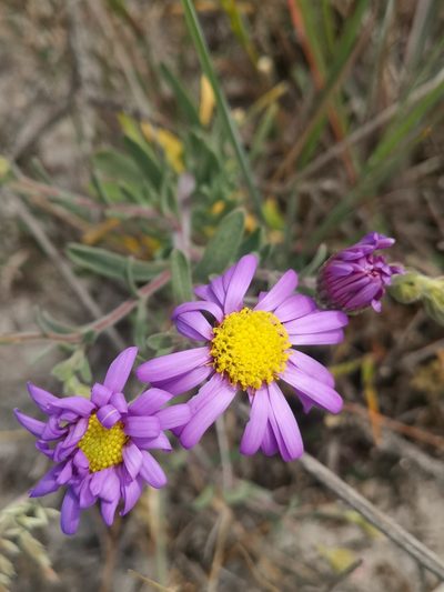 Amellus asteroides, photographed by leandra-k_89