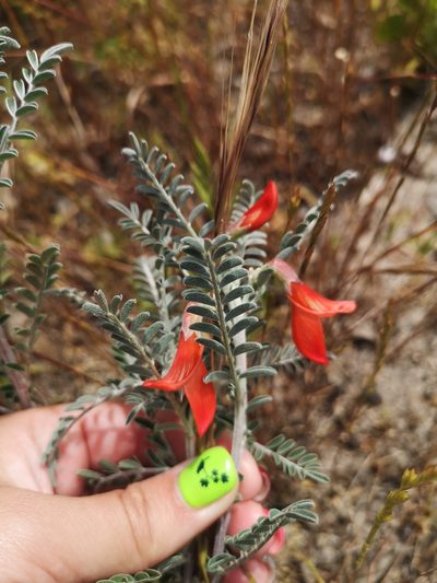 Lessertia canescens, photographed by leandra-k_89
