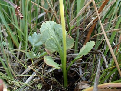 Botrychium simplex, photographed by Martin Purdy
