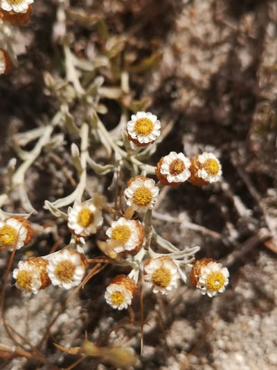 Helichrysum cochleariforme, photographed by leandra-k_89